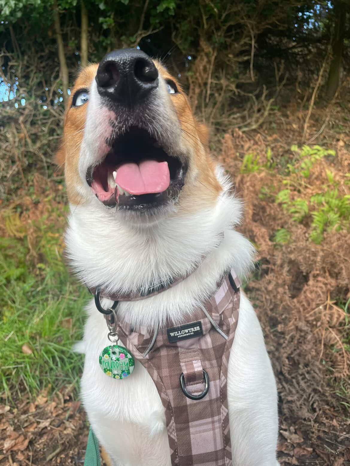 Murphy’s Collection 💚