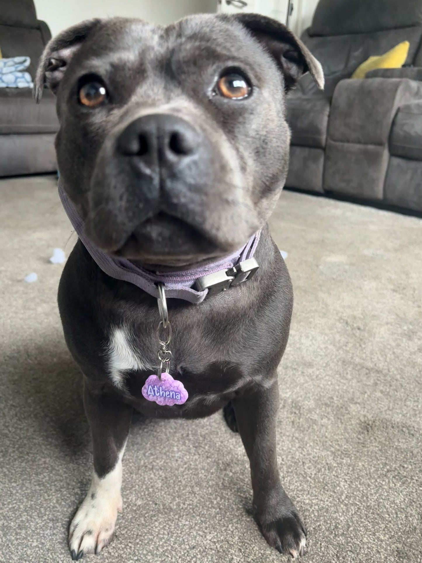 ✨ Personalised Solid Glitter Dog Tag