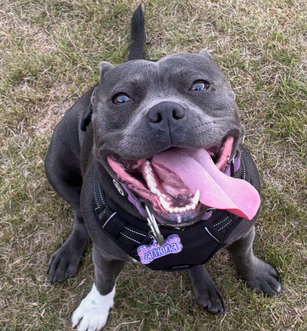✨ Personalised Solid Glitter Dog Tag