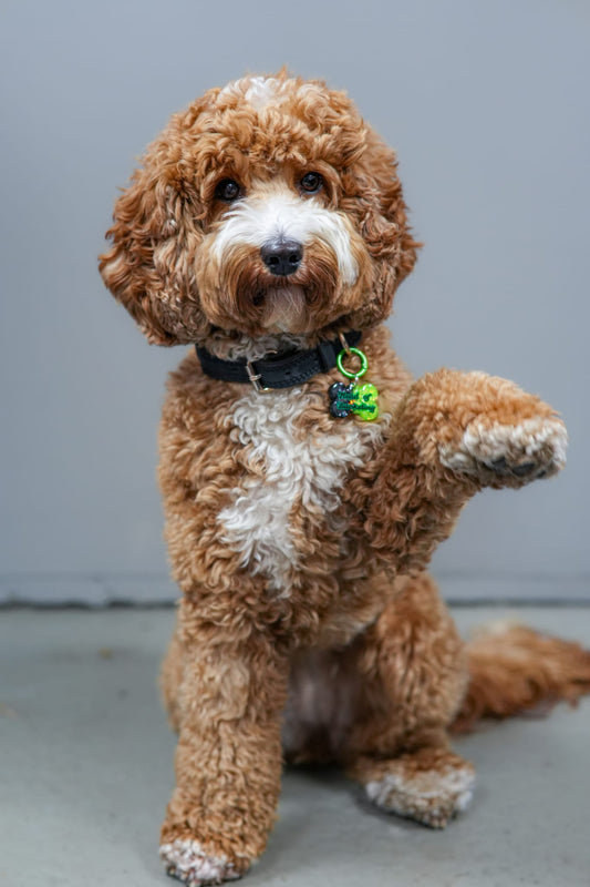 🎨  Design Your Own Tag