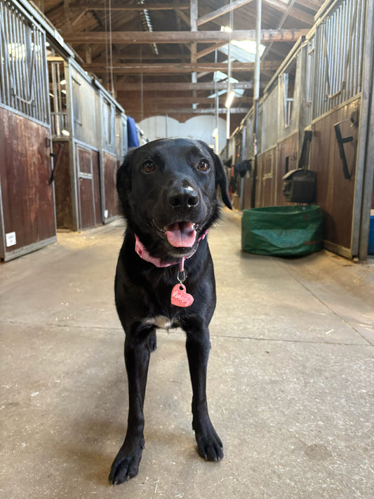 ✨ Personalised Solid Glitter Dog Tag